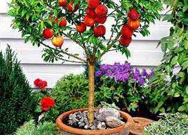 персик из косточки