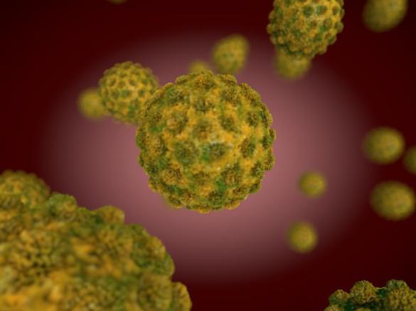 Борьба иммунитета с гепатитом