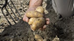 Копаем картошку