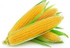 Сахарная кукуруза.Что она из себя представляет
