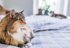Как поддерживать чистоту в квартире, где живет кошка