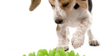 развивающие игрушки для собак