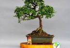 Оригинальные миниатюрные деревья от “Клуба Бонсай”