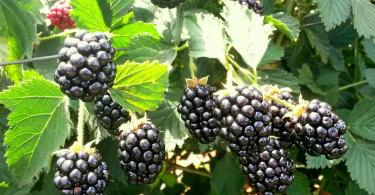 Саженцы ежевики