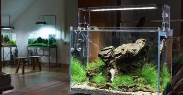 Как выбрать лампу для своего аквариума